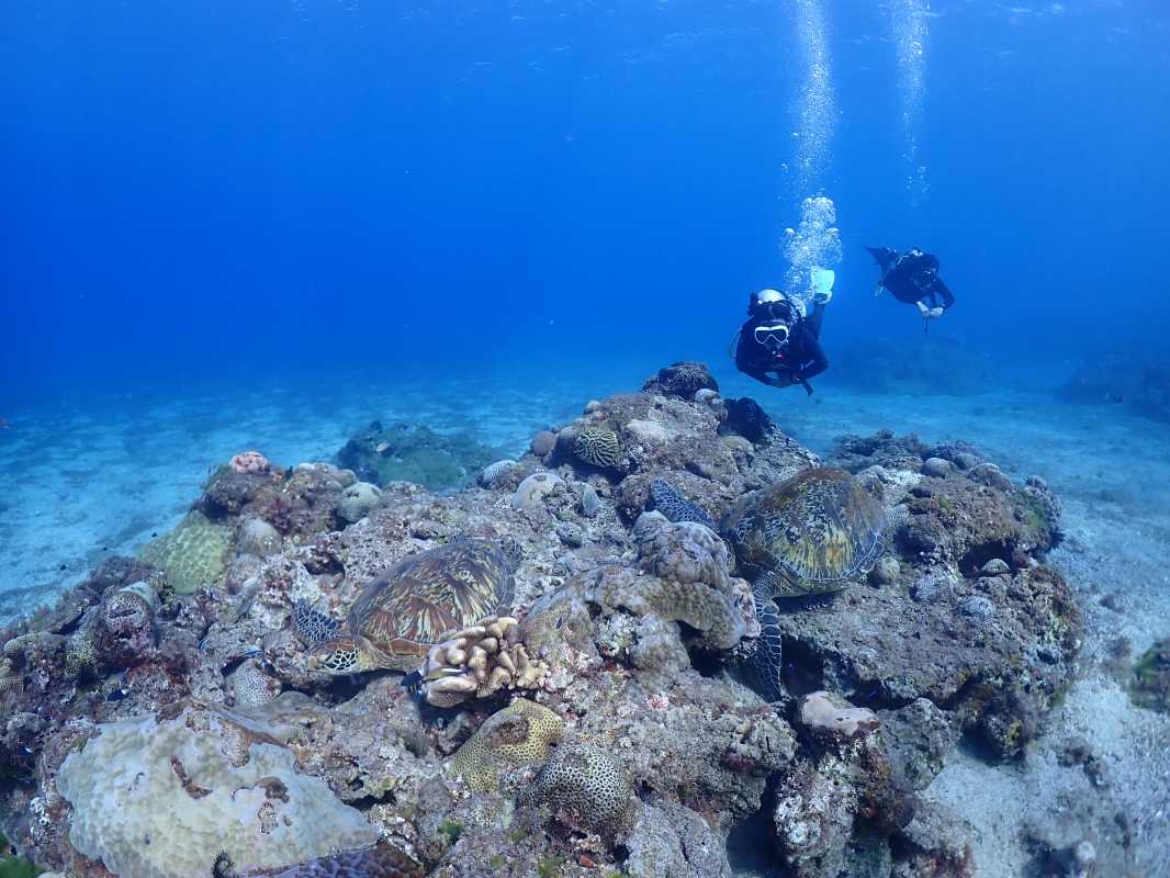 海龜停在礁岩上休息