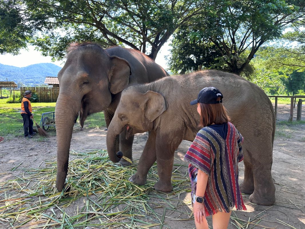 泰國清邁Elephant Jungle Sanctuary大象體驗營|與大象零距離互動,探索大象庇護所 - 第2張圖