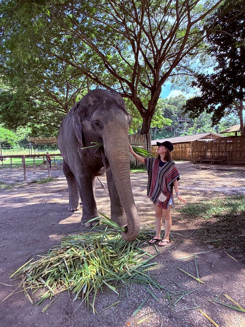 泰國清邁Elephant Jungle Sanctuary大象體驗營|與大象零距離互動,探索大象庇護所 - 第25張圖