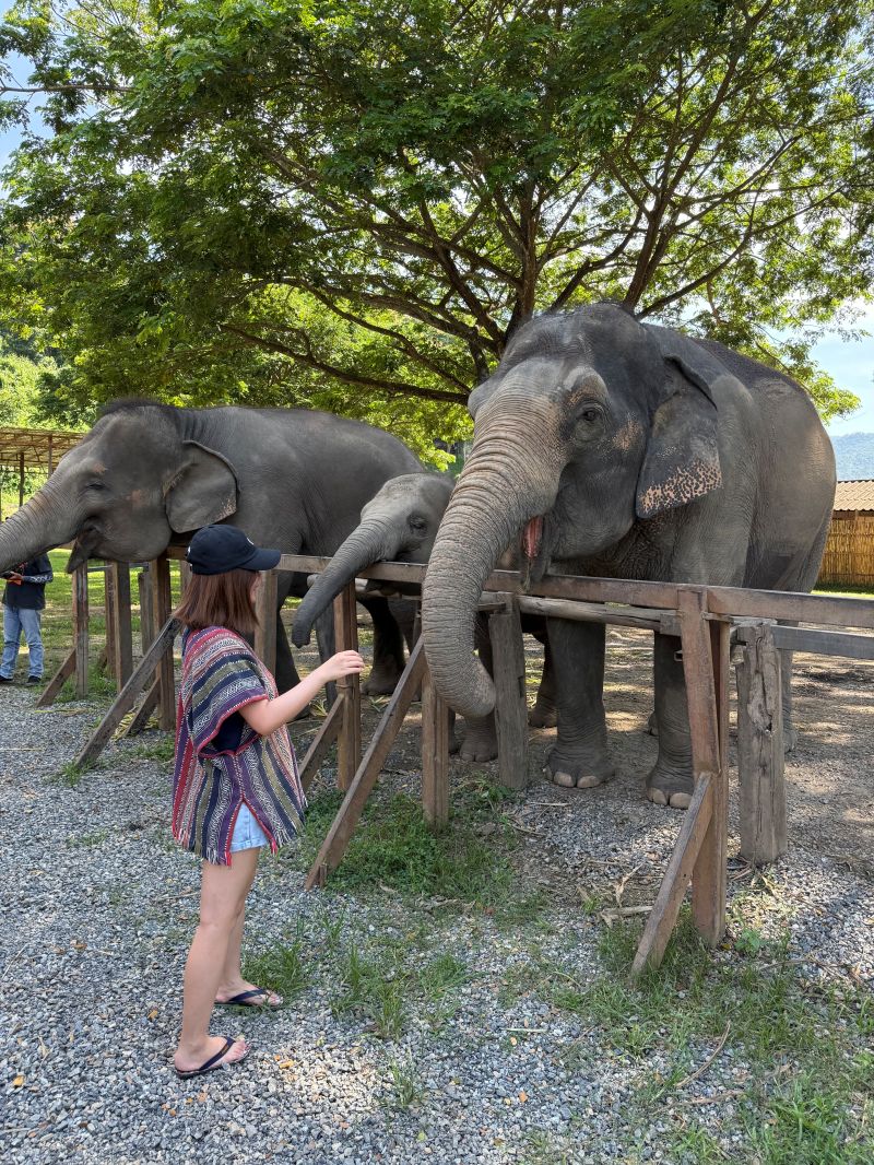 泰國清邁Elephant Jungle Sanctuary大象體驗營|與大象零距離互動,探索大象庇護所 - 第11張圖 餵大象