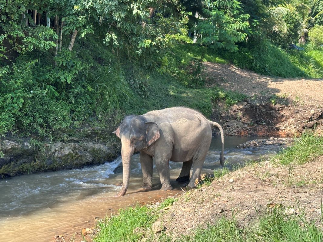 泰國清邁Elephant Jungle Sanctuary大象體驗營|與大象零距離互動,探索大象庇護所 - 第19張圖