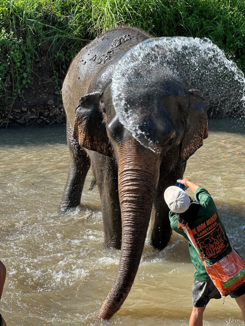 泰國清邁Elephant Jungle Sanctuary大象體驗營|與大象零距離互動,探索大象庇護所 - 第20張圖 跳進河裡幫牠們清洗
