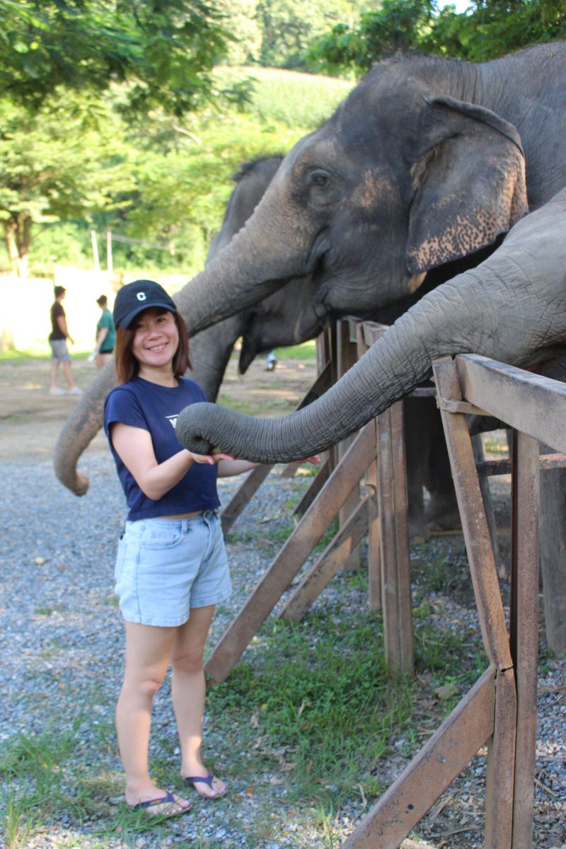 泰國清邁Elephant Jungle Sanctuary大象體驗營|與大象零距離互動,探索大象庇護所 - 第3張圖 餵大象