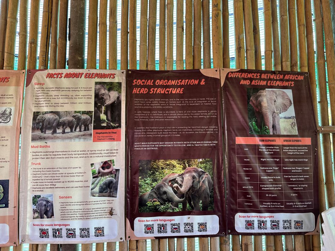 泰國清邁Elephant Jungle Sanctuary大象體驗營|與大象零距離互動,探索大象庇護所 - 第9張圖