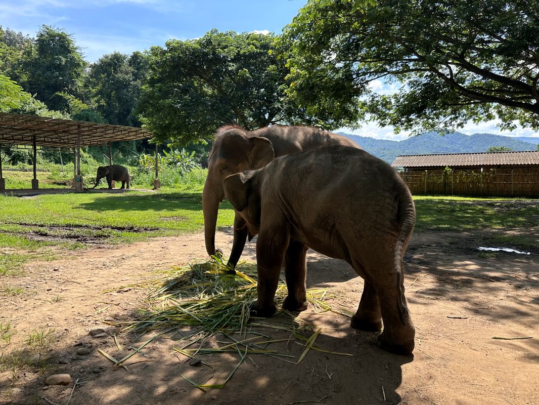 泰國清邁Elephant Jungle Sanctuary大象體驗營|與大象零距離互動,探索大象庇護所 - 第4張圖
