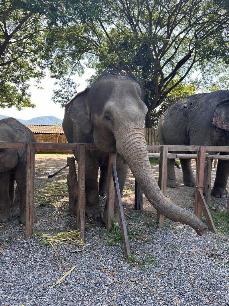 泰國清邁Elephant Jungle Sanctuary大象體驗營|與大象零距離互動,探索大象庇護所 - 第12張圖