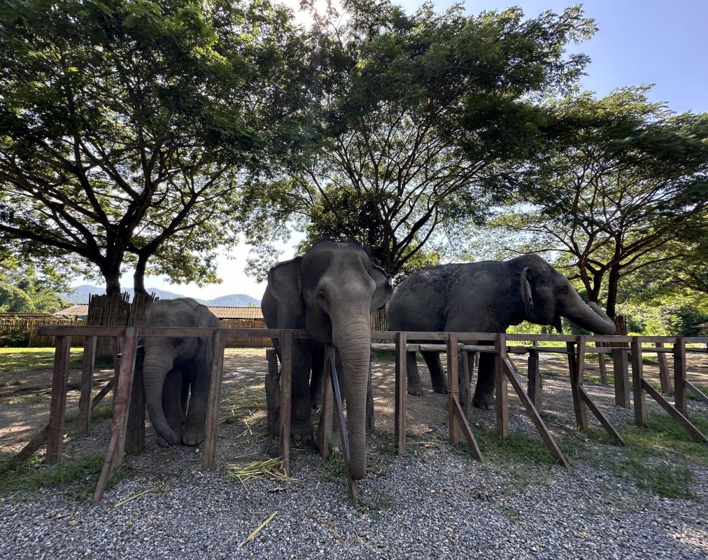 泰國清邁Elephant Jungle Sanctuary大象體驗營|與大象零距離互動,探索大象庇護所 - 第10張圖