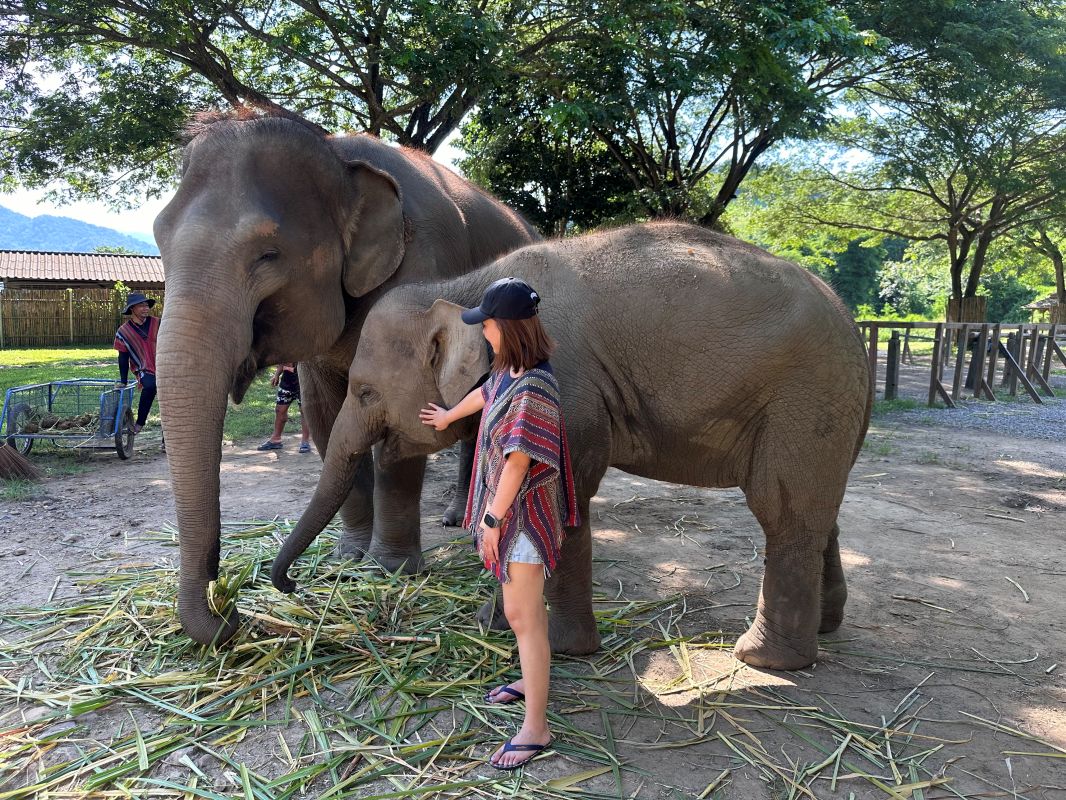 泰國清邁Elephant Jungle Sanctuary大象體驗營|與大象零距離互動,探索大象庇護所 - 第14張圖