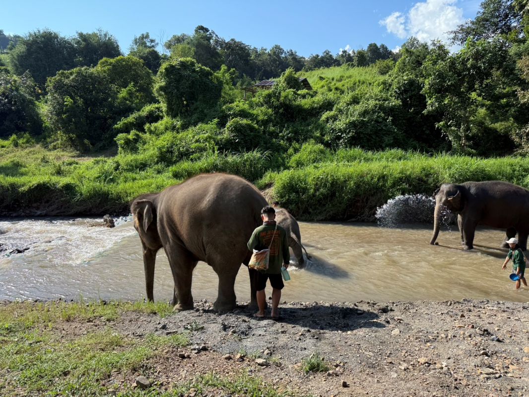 泰國清邁Elephant Jungle Sanctuary大象體驗營|與大象零距離互動,探索大象庇護所 - 第18張圖 慢慢把大象帶到河邊