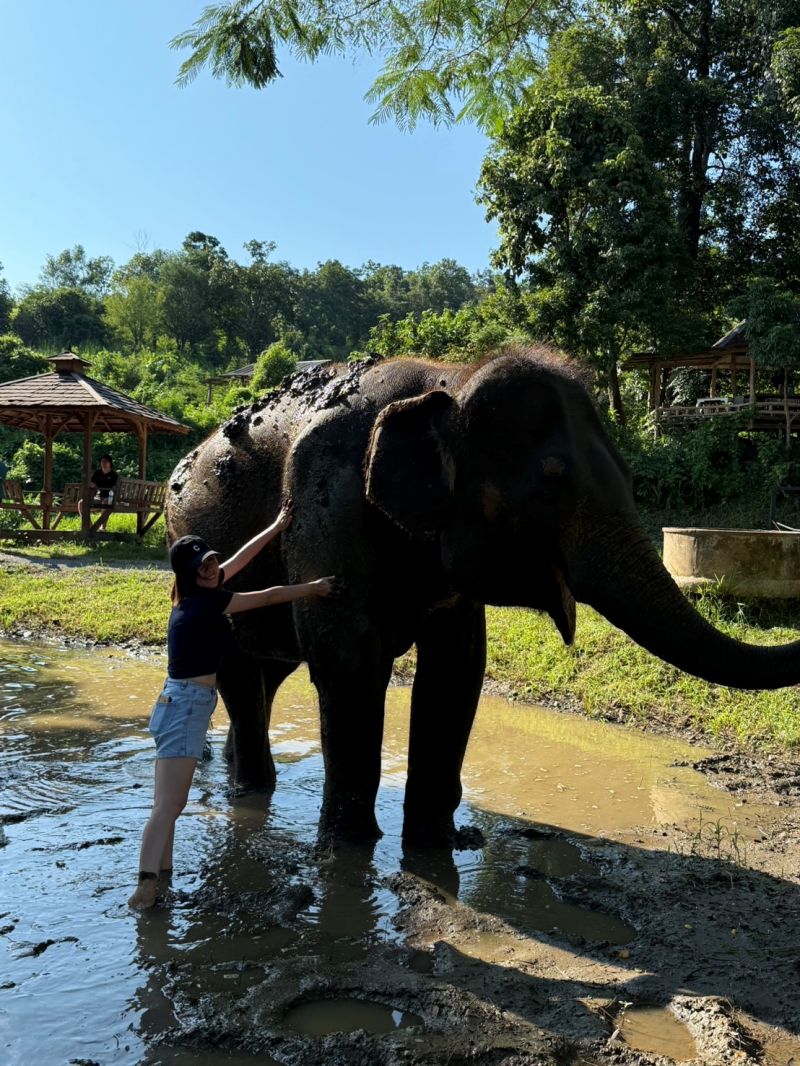 泰國清邁Elephant Jungle Sanctuary大象體驗營|與大象零距離互動,探索大象庇護所 - 第24張圖 幫大象抹泥巴,保護皮膚